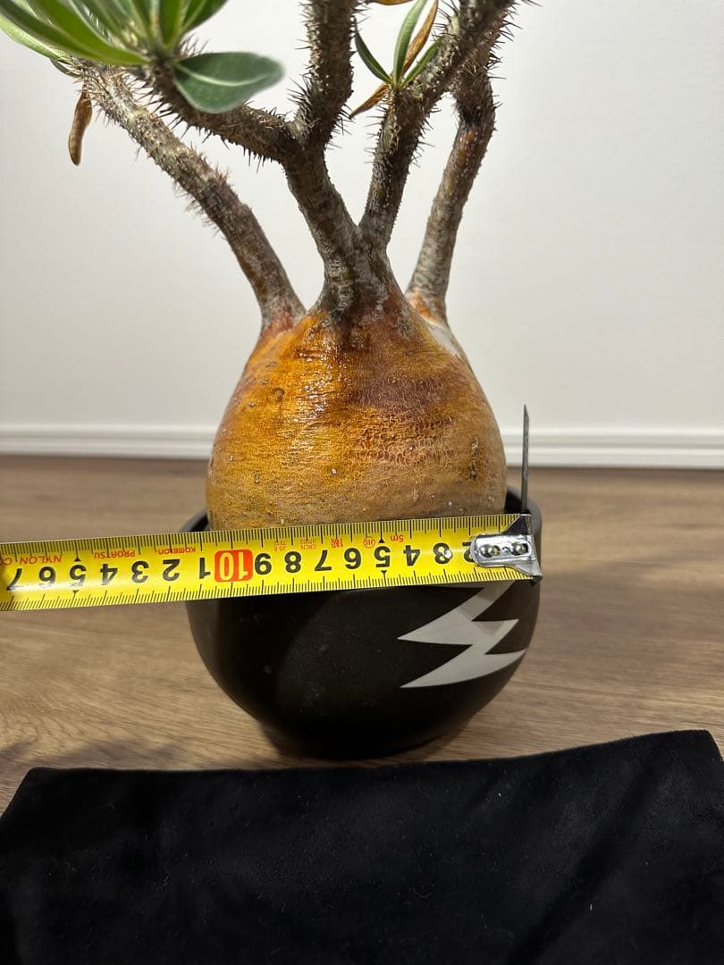 パキポディウム　グラキリス　（※只今休眠落葉中）