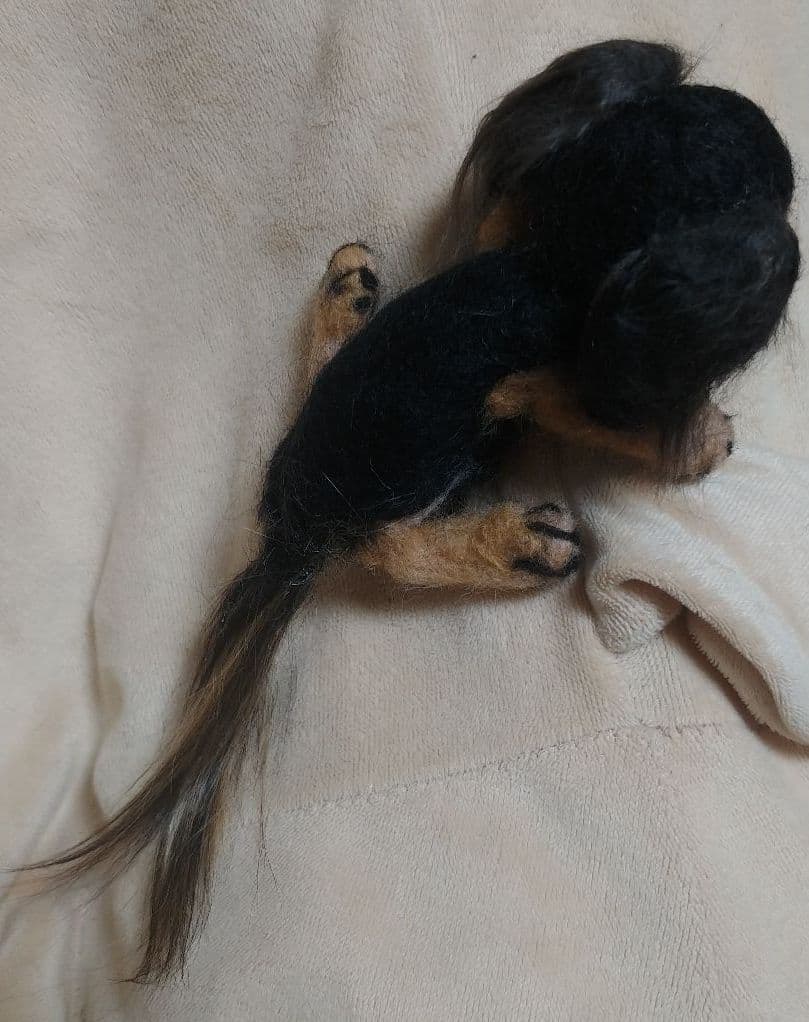 羊毛フェルト　ダックス　ブラックタン