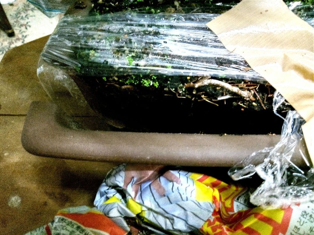 【中品　五葉松盆栽】　　　　⭕樹齢 55年 葉性抜群❗