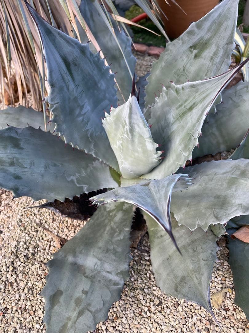 アガベ　値下げ‼️超大株　輸入株　シュリペイマグナ