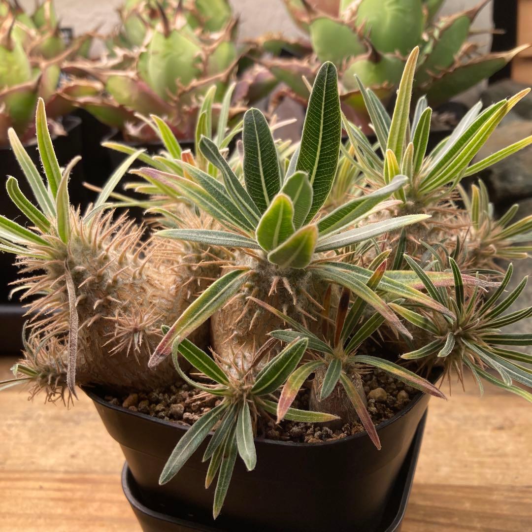 グラキリス　実生　5株セット　塊根植物