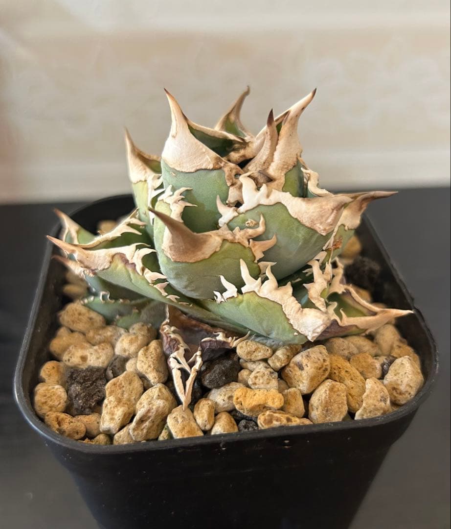 アガベ チタノタ 大白鯊 子株