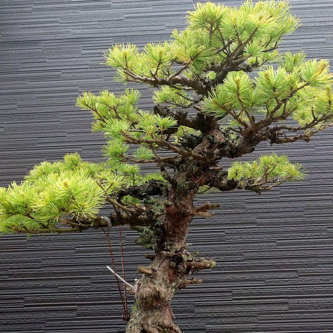 吾妻五葉松　短葉　大品