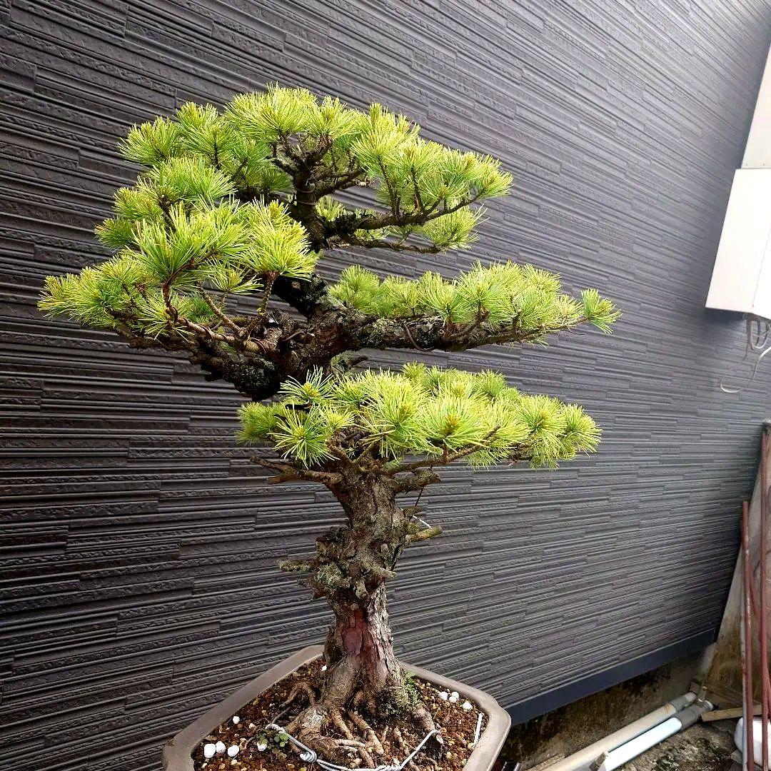 吾妻五葉松　短葉　大品