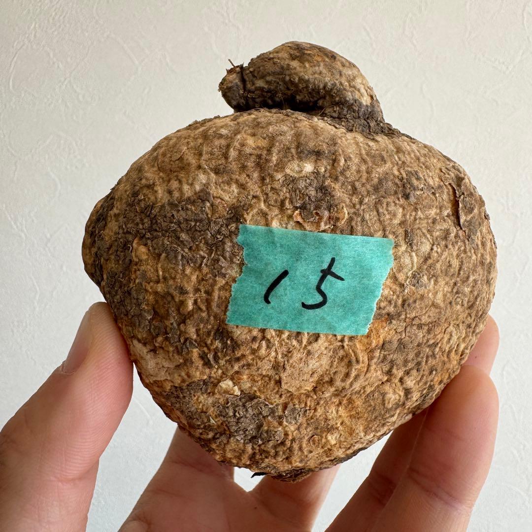 15.アデニア・オバタ 輸入直後ベアルート株　Adenia Ovata