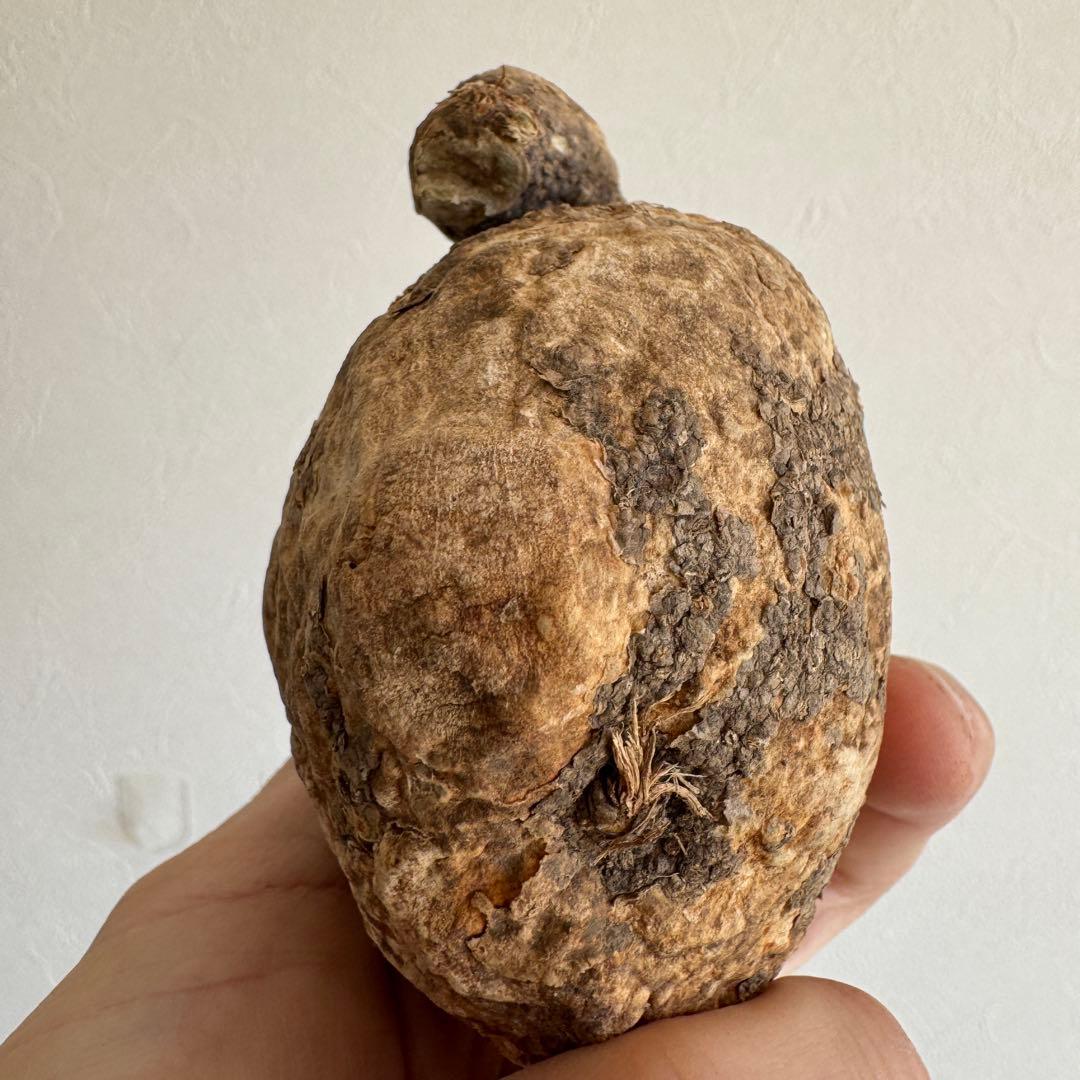 15.アデニア・オバタ 輸入直後ベアルート株　Adenia Ovata