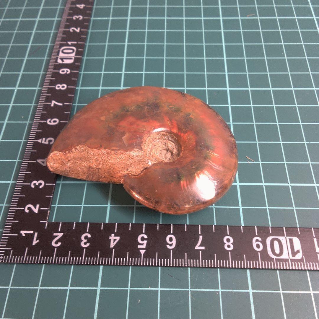 小物１ アンモナイト化石 赤褐色