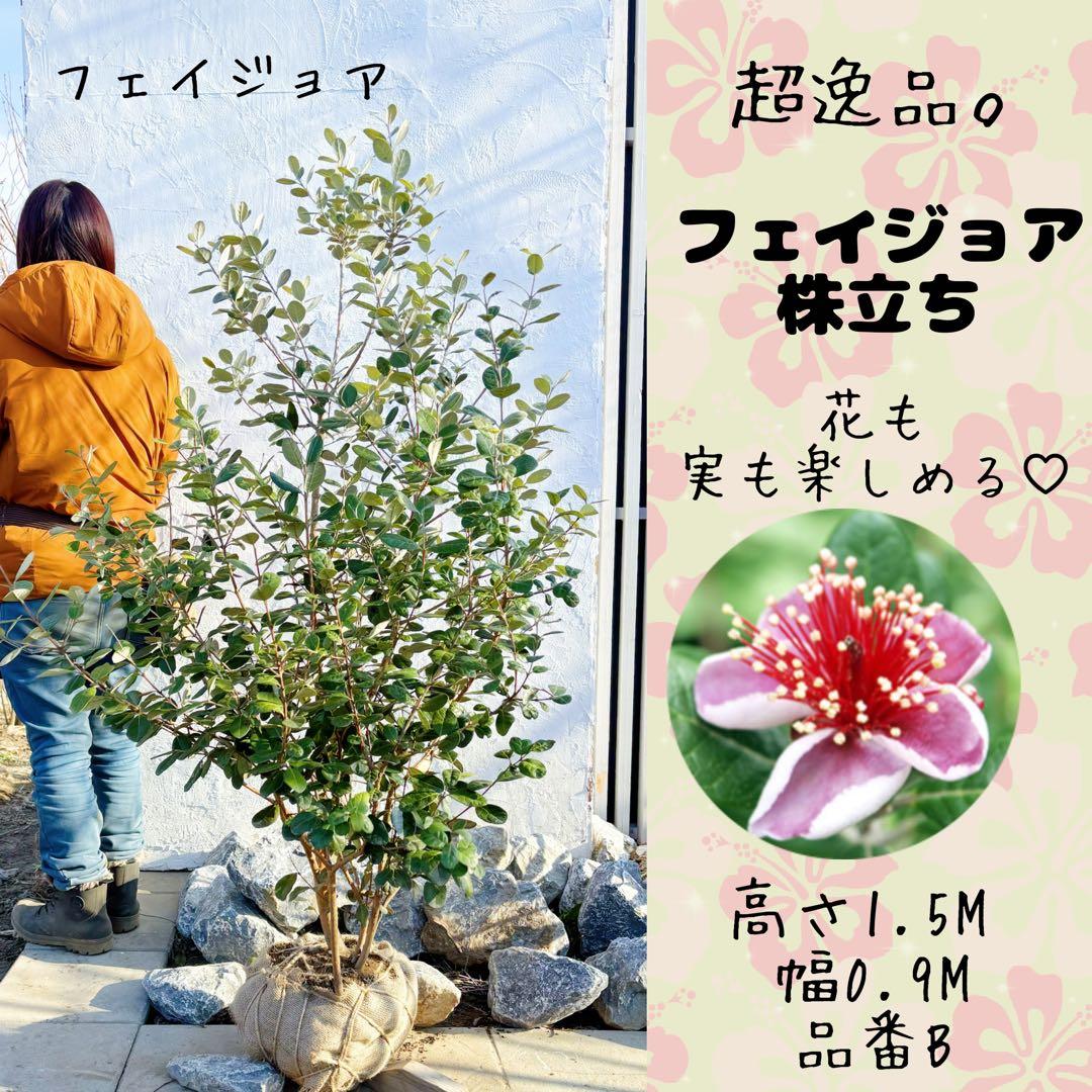 超逸品。フェイジョア株立ち1.5M(鉢底から)品番B