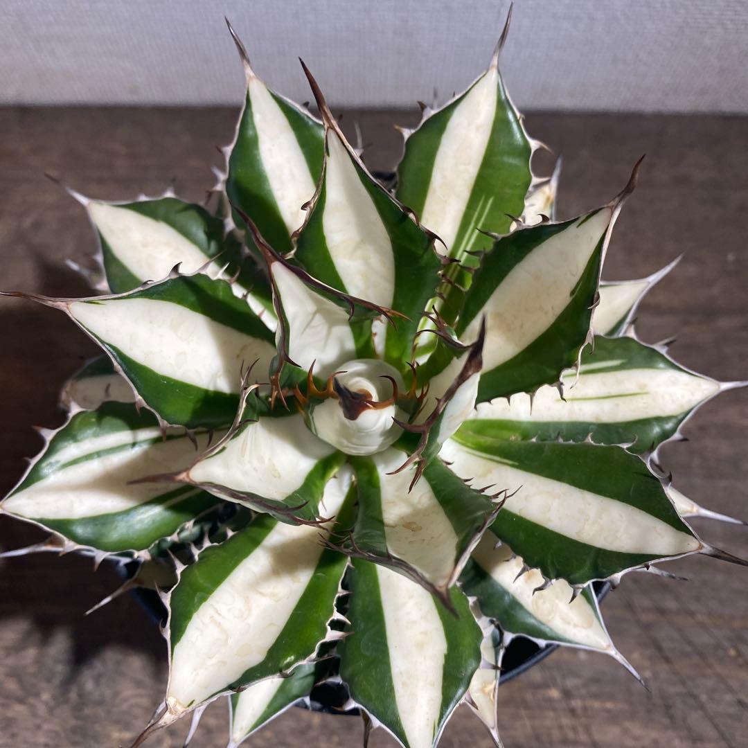 アガベ　ホリダ　白中斑　極上限定