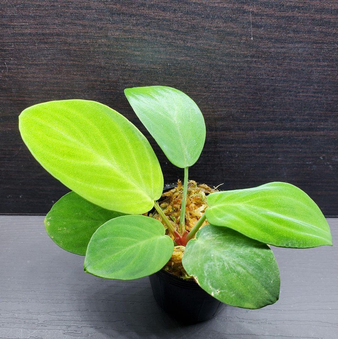 ホマロメナ sp. グリーンランガット カミハタ便 Homalomena