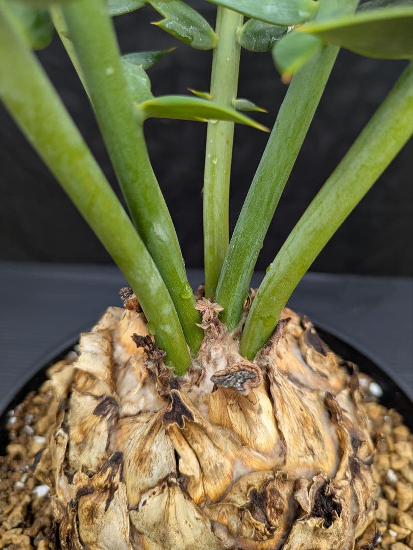 エンセファラルトス アレナリウス 盆栽 超希少種