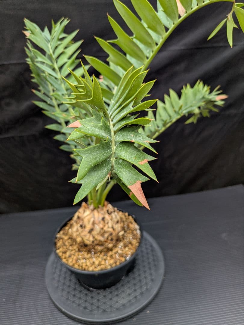 エンセファラルトス アレナリウス 盆栽 超希少種