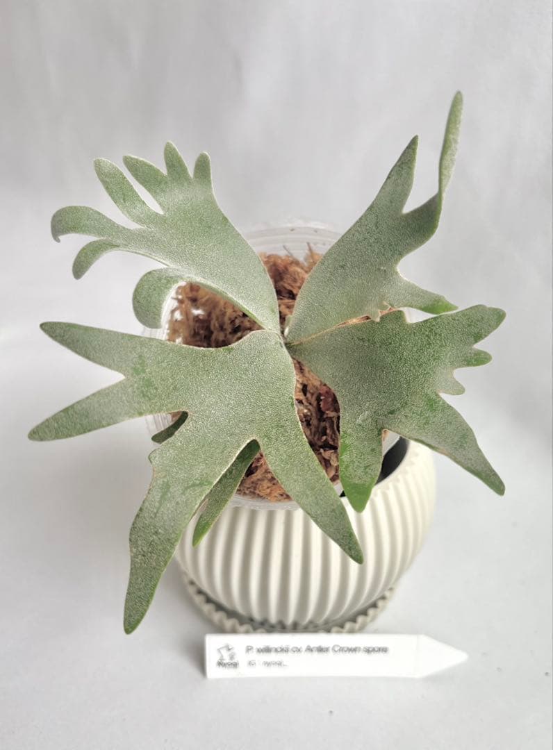 【ラーテル】P. wilinckii cv. Antler Crown