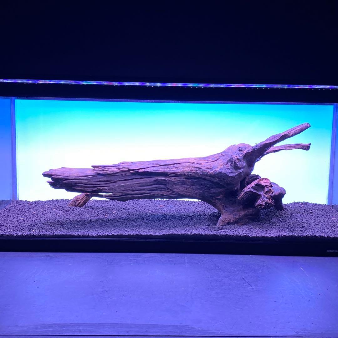 MRW-6567 特大自立赤系流木　1点物　自立流木　一点物90cm水槽用