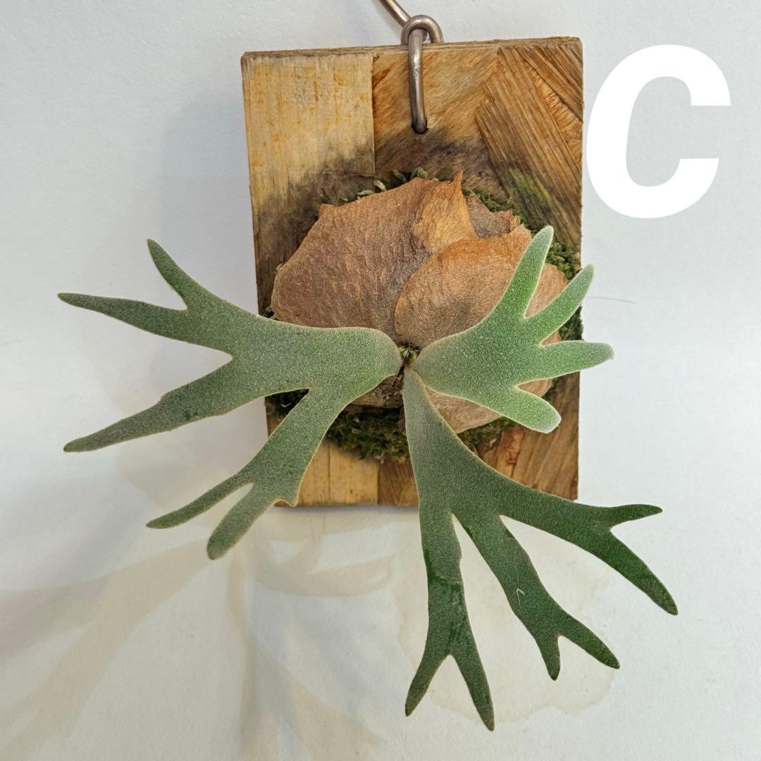 ◆ビカクシダ◆確認用◆