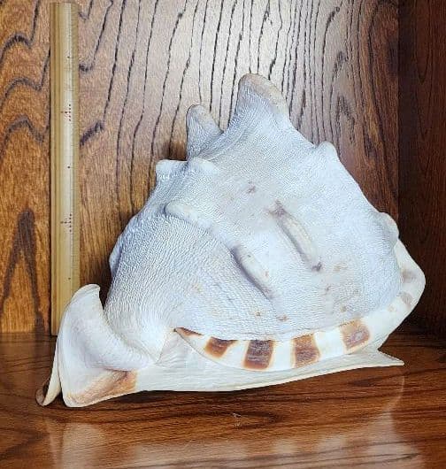 トウカムリガイ（唐冠貝）貝殻