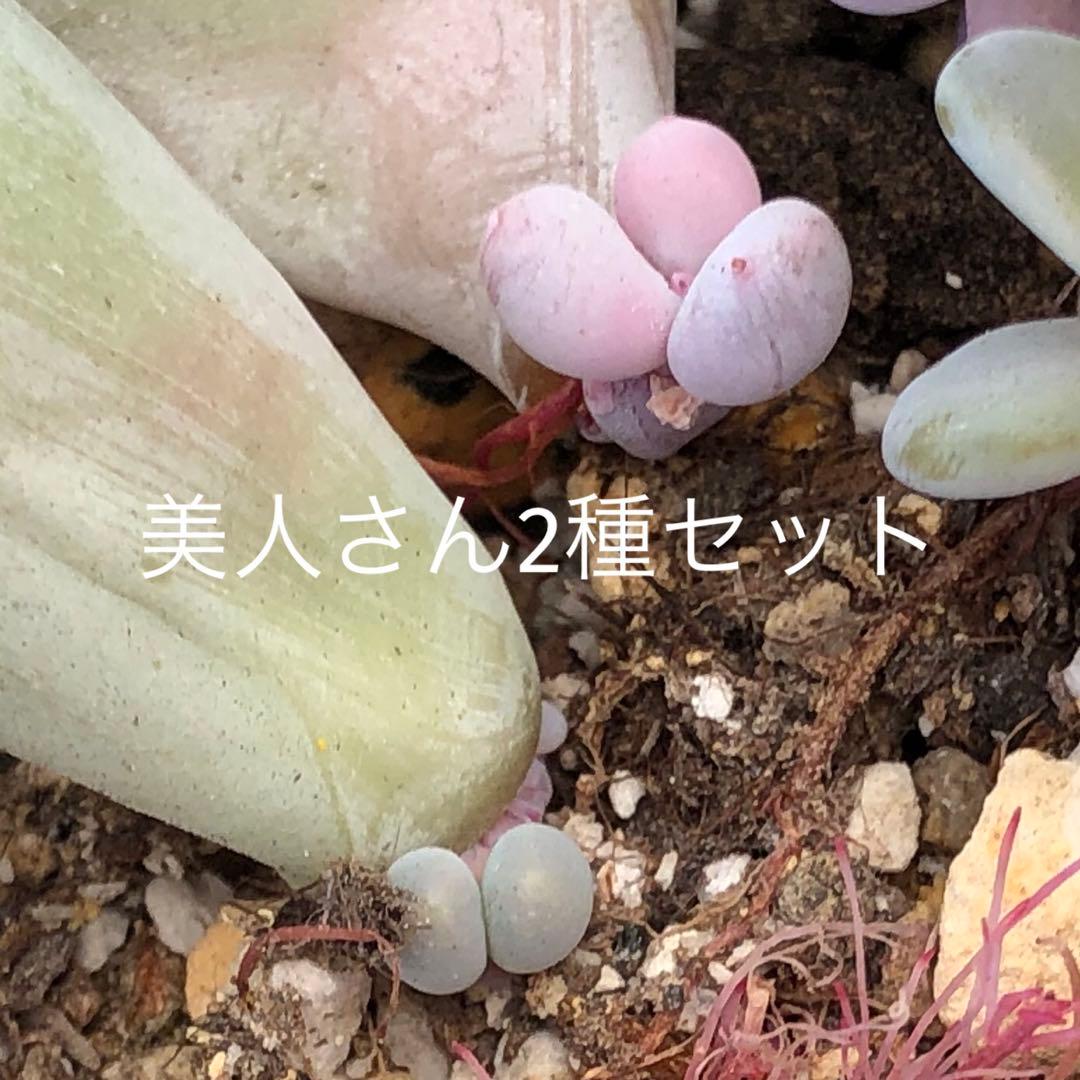 専用！多肉植物^o^  美人さん2種セット