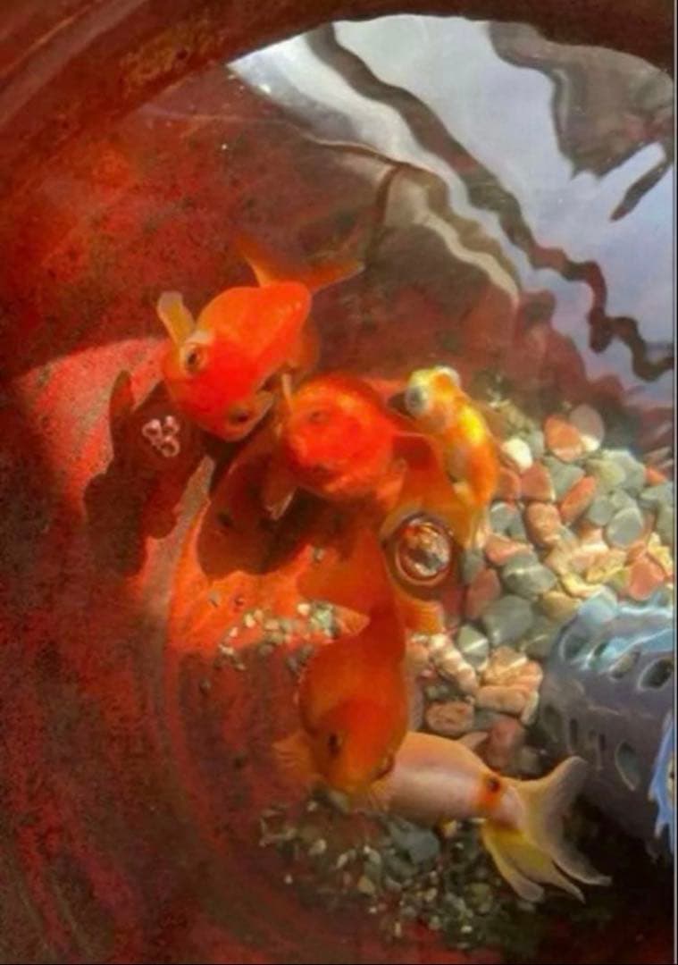 美しい赤鉢　睡蓮鉢　特大