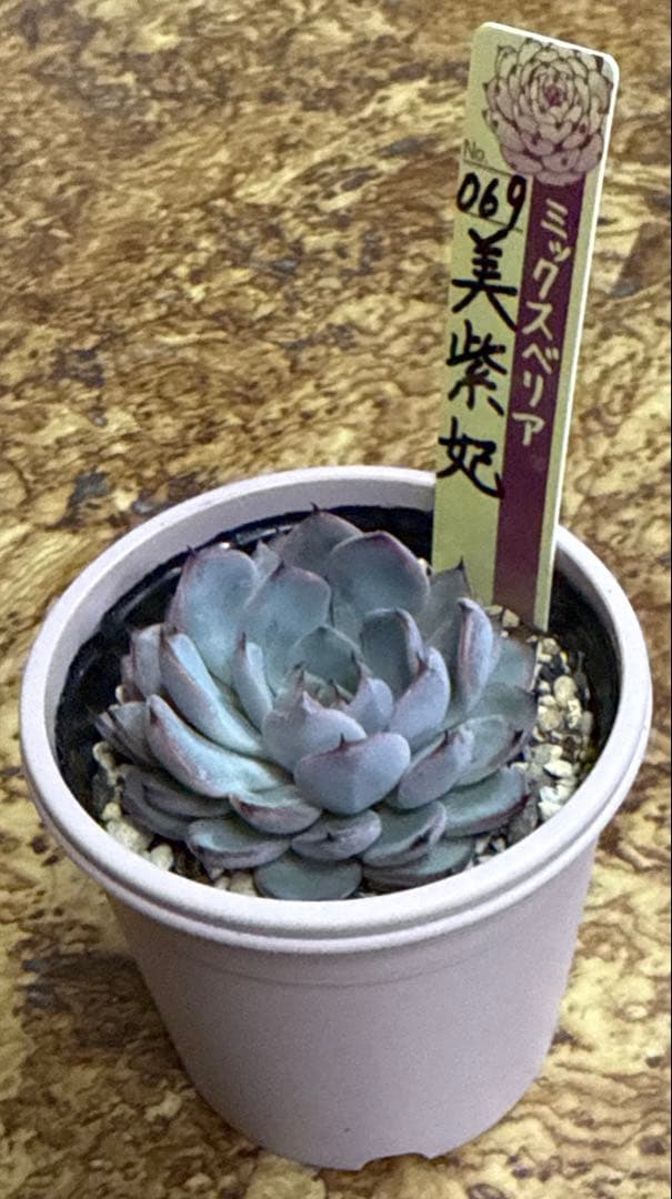 ミックスベリア　おらいさん苗　美紫妃　札付き