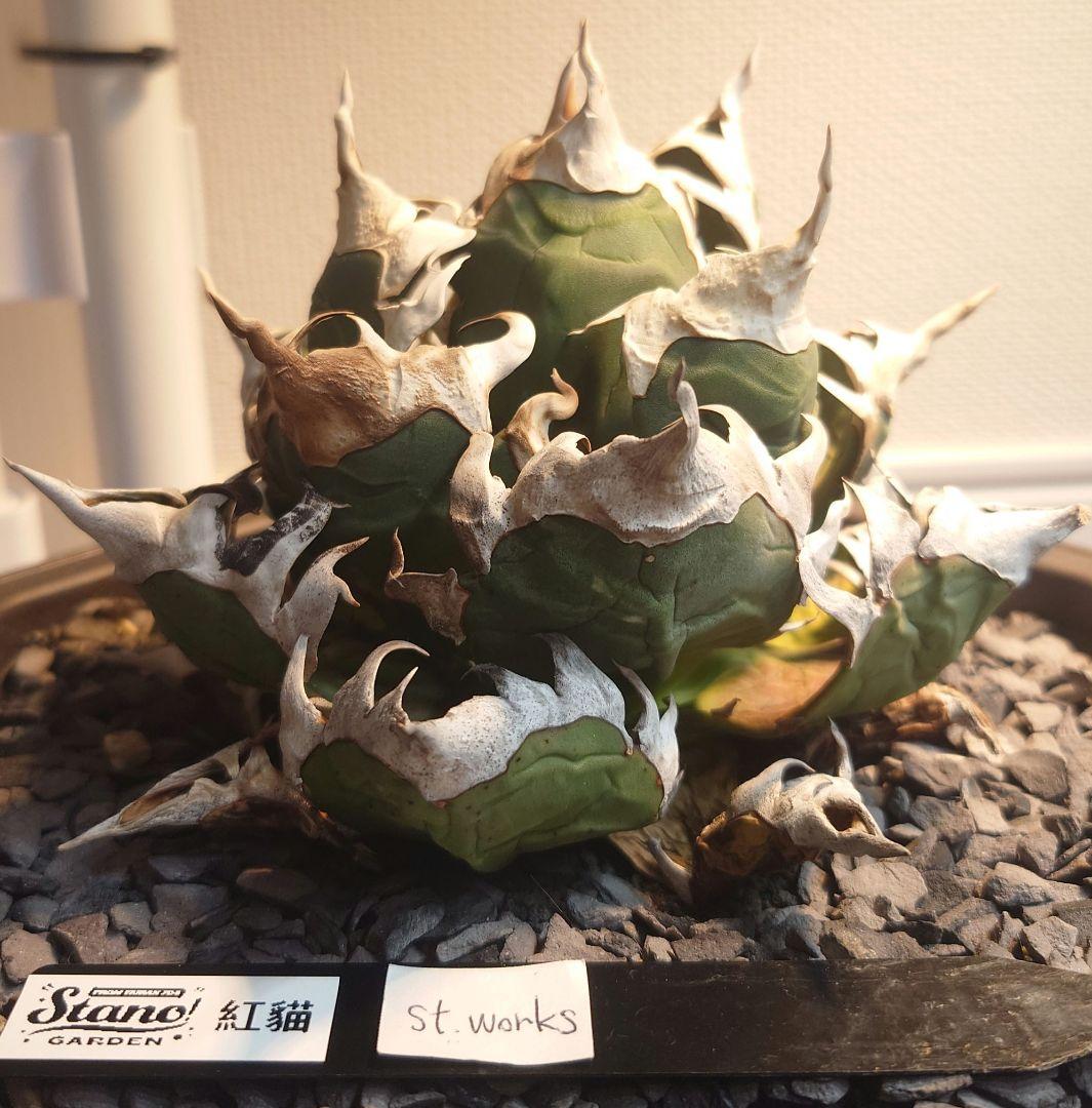 Agave titanota【紅猫】親株販売