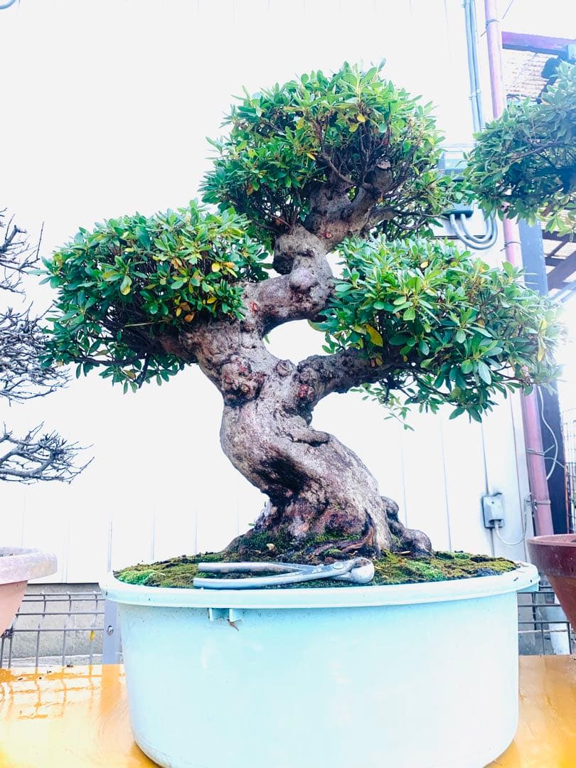 皐月盆栽　サツキ　ツチジ