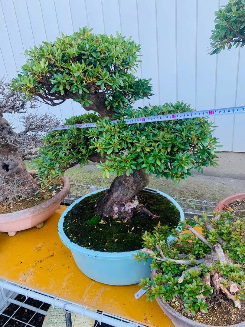 皐月盆栽　サツキ　ツチジ