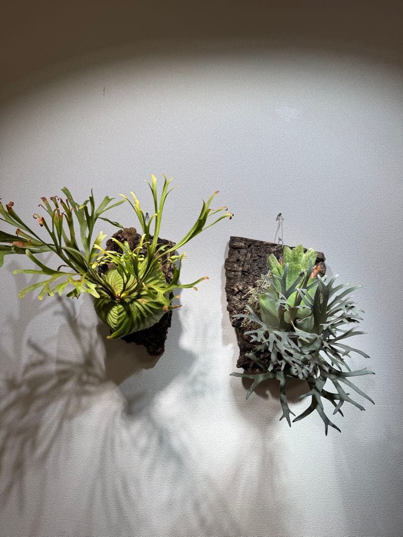 ビカクシダ platycerium willinckii omg original