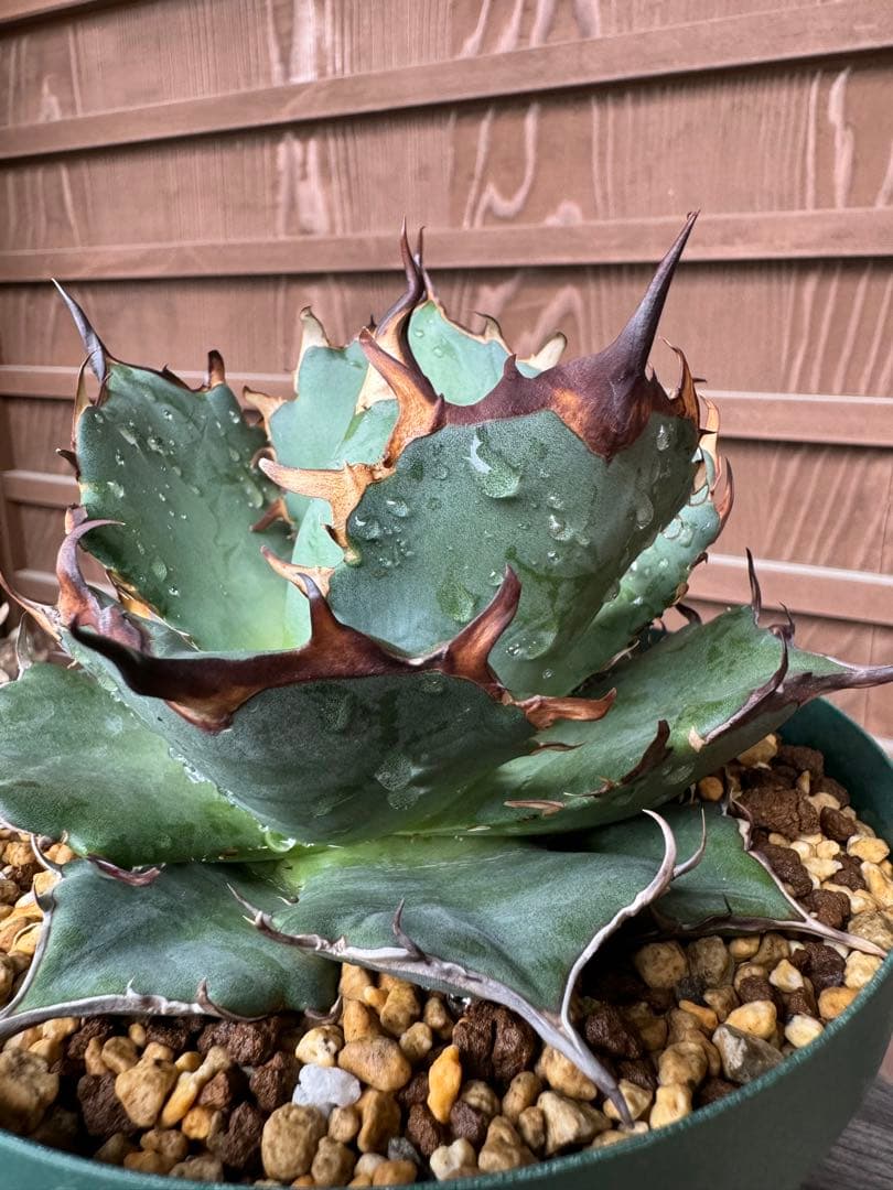 アガベ Agave titanota Hades 134