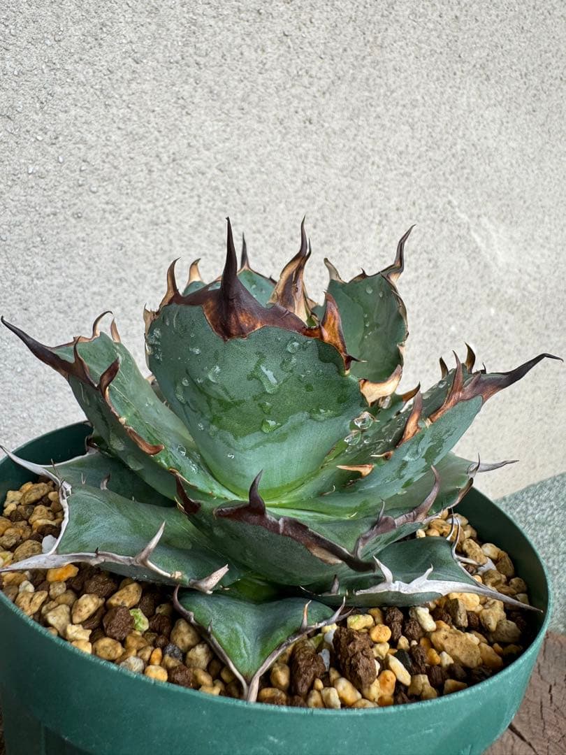 アガベ Agave titanota Hades 134