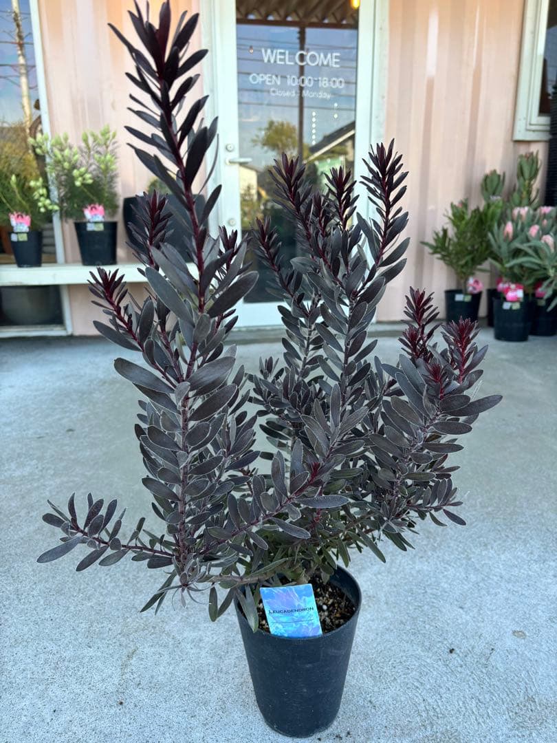 リューカデンドロン　デュリフ　1