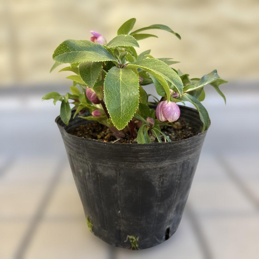 まい様ご購入品　クリスマスローズ　広瀬園芸　写楽　計2点　現品　匿名発送