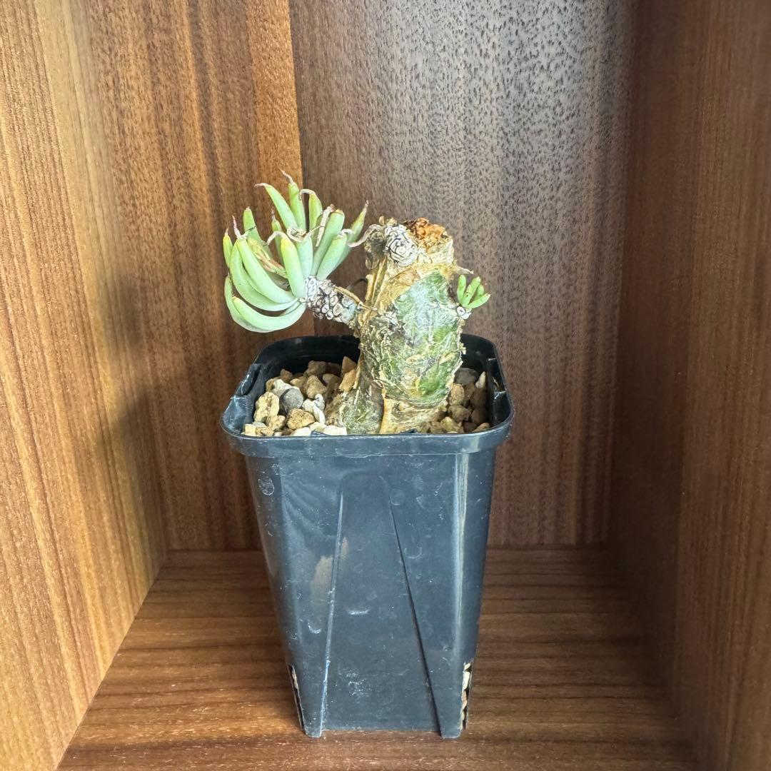 【開花株】チレコドン ペアルソニー