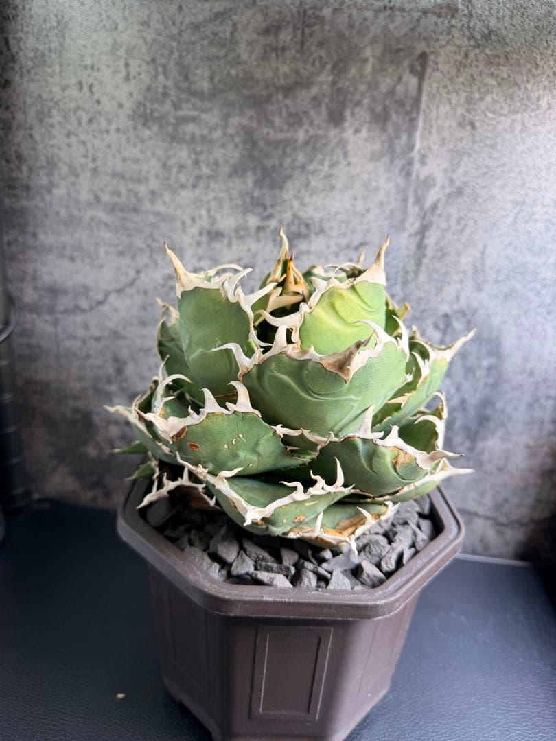 アガベ チタノタ 白鯨+黒鯨子株