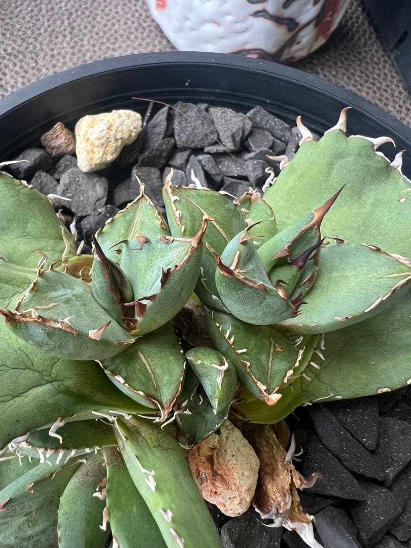 アガベ チタノタ 白鯨+黒鯨子株