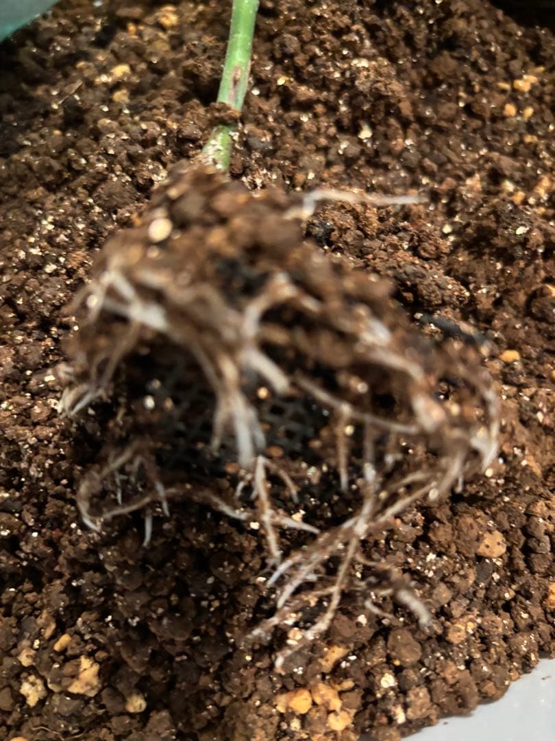 強香り♡フリルのシックな薔薇