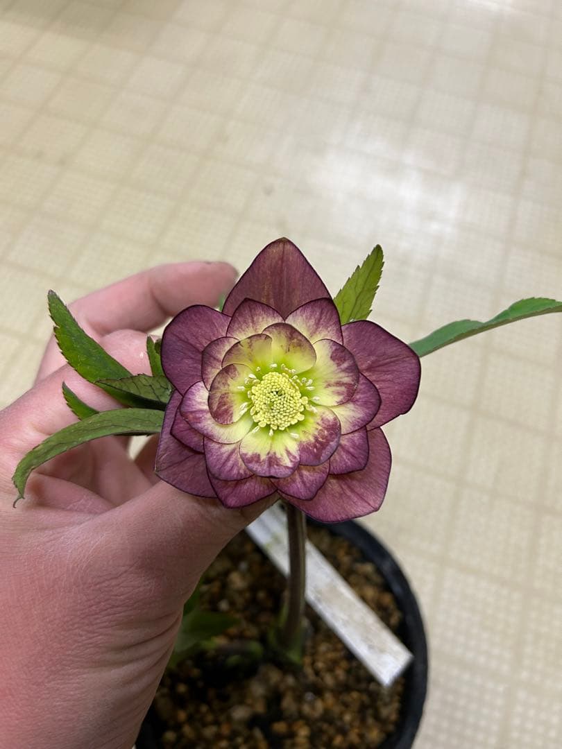 グロスレッドエンジェル 加藤農園クリスマスローズ同梱可能