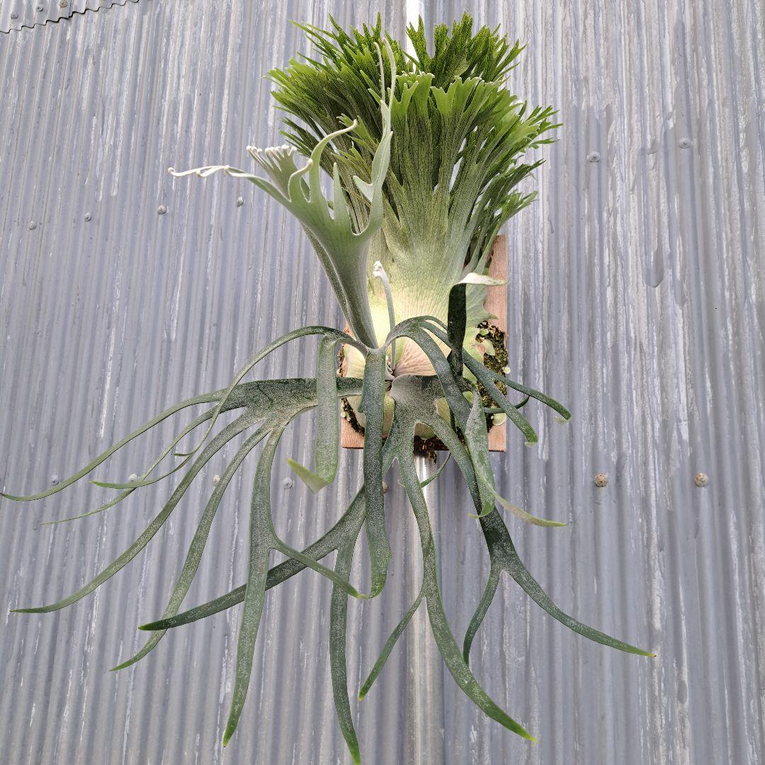 P.tennriku -天鹿- 株分け 1stPUP