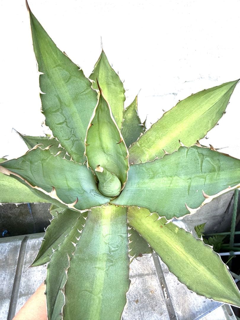 ❣️多肉植物 アガベ 子株付き 品種不明 鉢付き❣️