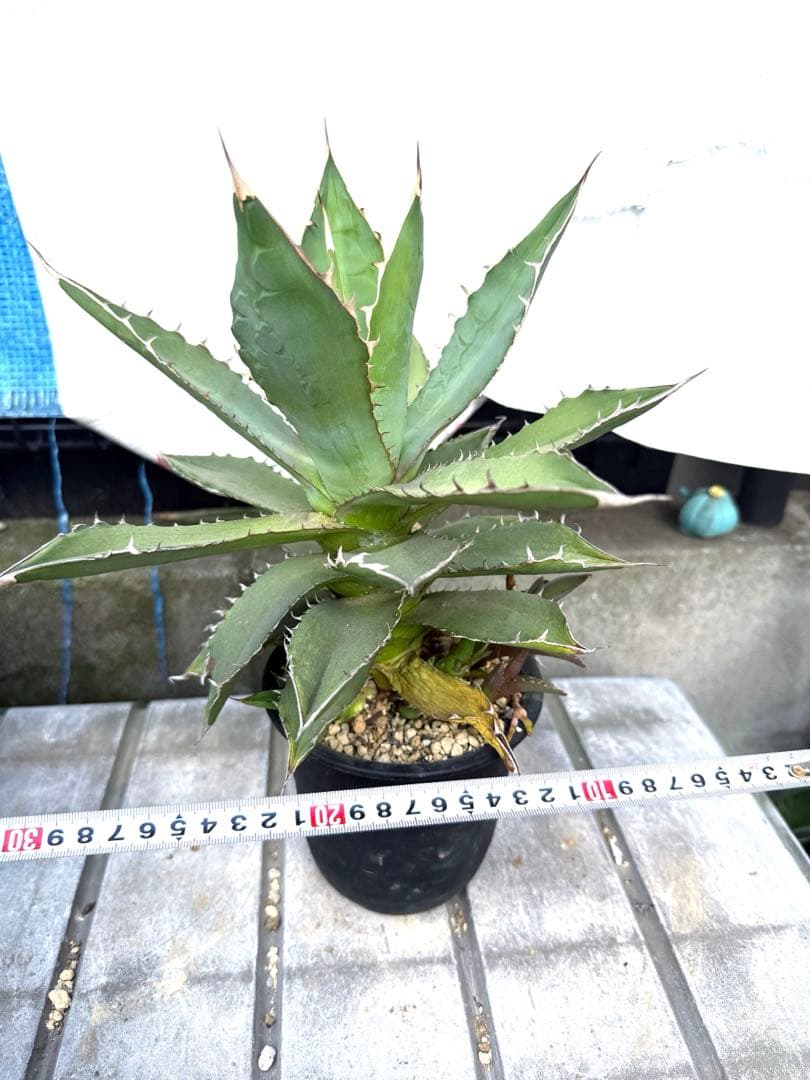 ❣️多肉植物 アガベ 子株付き 品種不明 鉢付き❣️