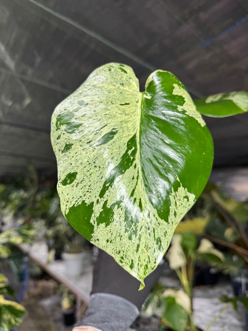 X4 モンステラ　デリシオーサ　ベトシオーサ　セレクトエディション斑入り