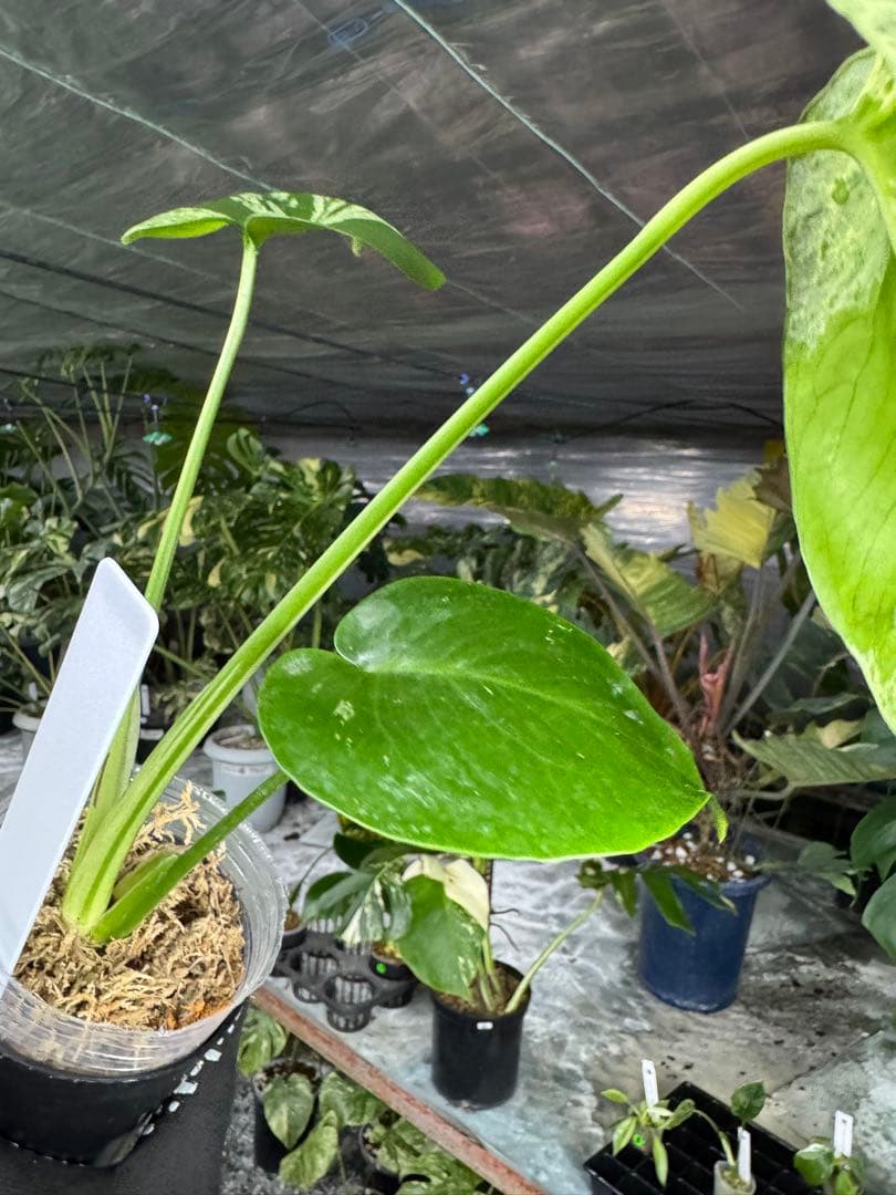 X4 モンステラ　デリシオーサ　ベトシオーサ　セレクトエディション斑入り