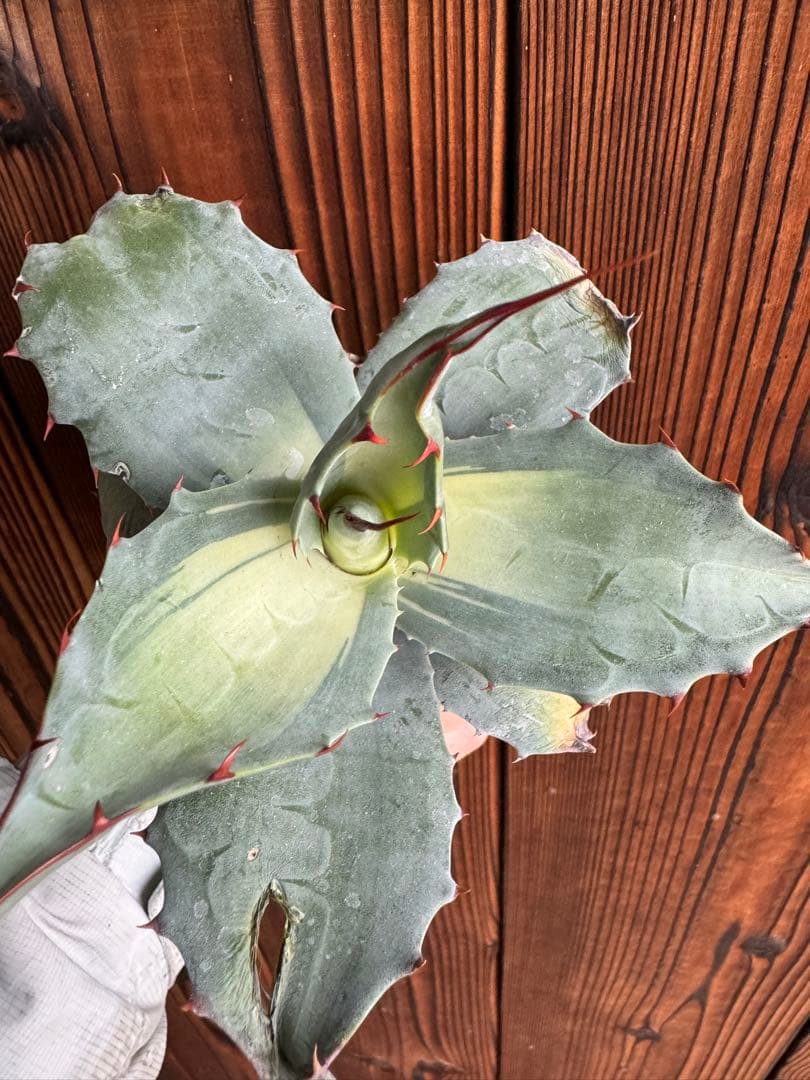 アガベ Agave ovatifolia 'Awakening Angel' 208