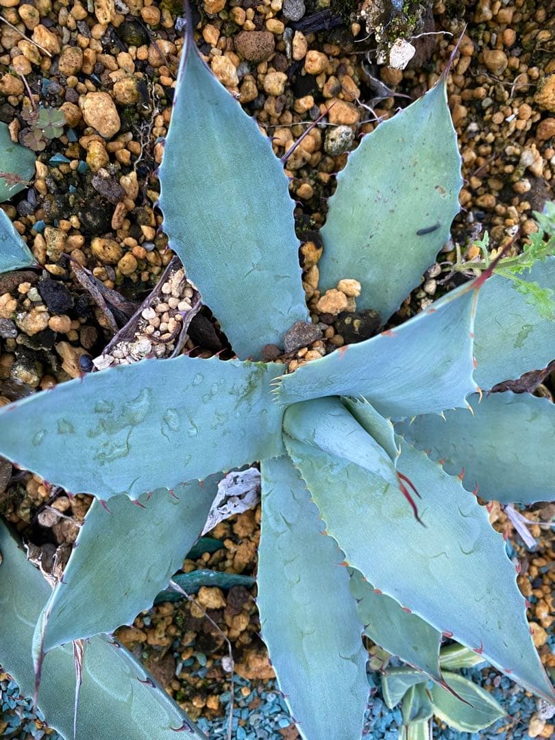 アガベ まとめて出品欲しいものコメント下さい