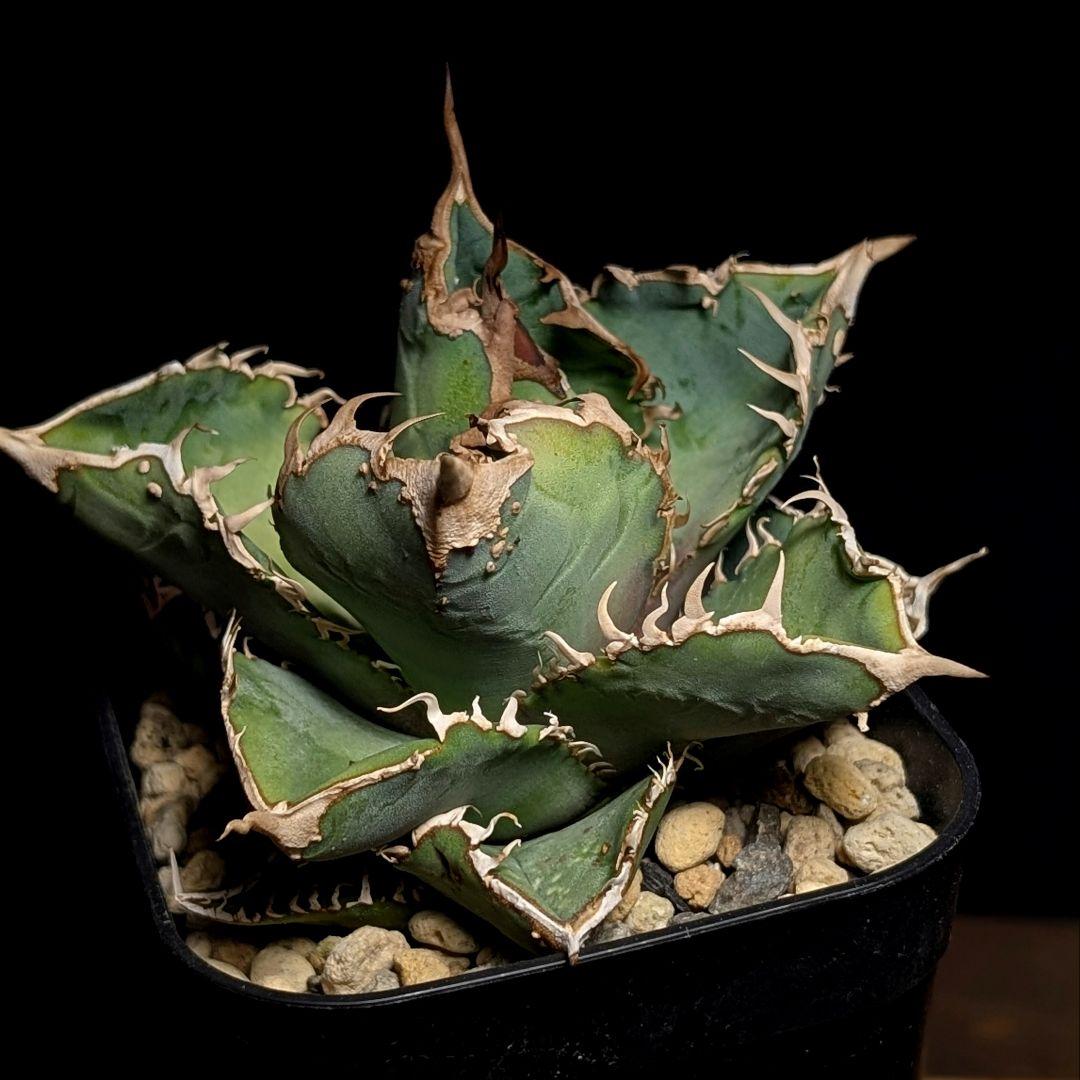 【surf.is.high株】台湾産　ブツブツ株　超良血統 チタノタ