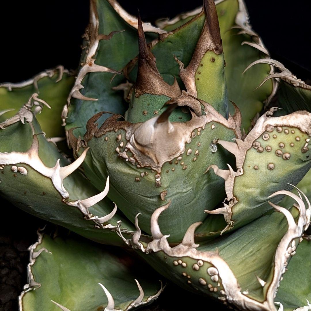 【surf.is.high株】台湾産　ブツブツ株　超良血統 チタノタ