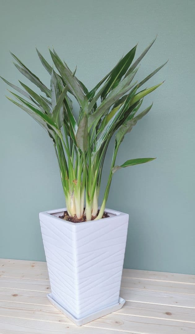 アントニオ希少 《 現品 》ストレチア • レギネ 風水 ８号