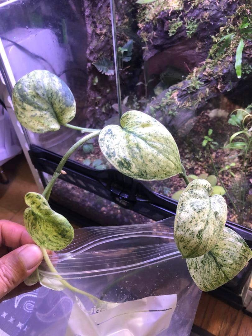 スキンダプサスsp 抹茶ラテ