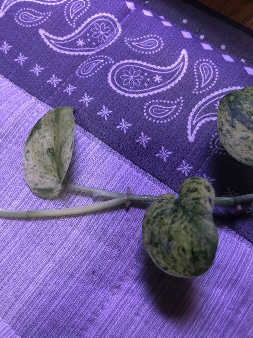 スキンダプサスsp 抹茶ラテ