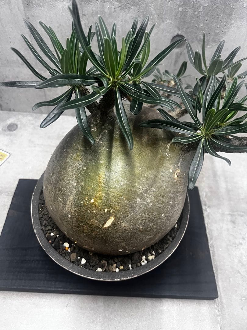 塊根植物パキポディウム グラキリス 超美株