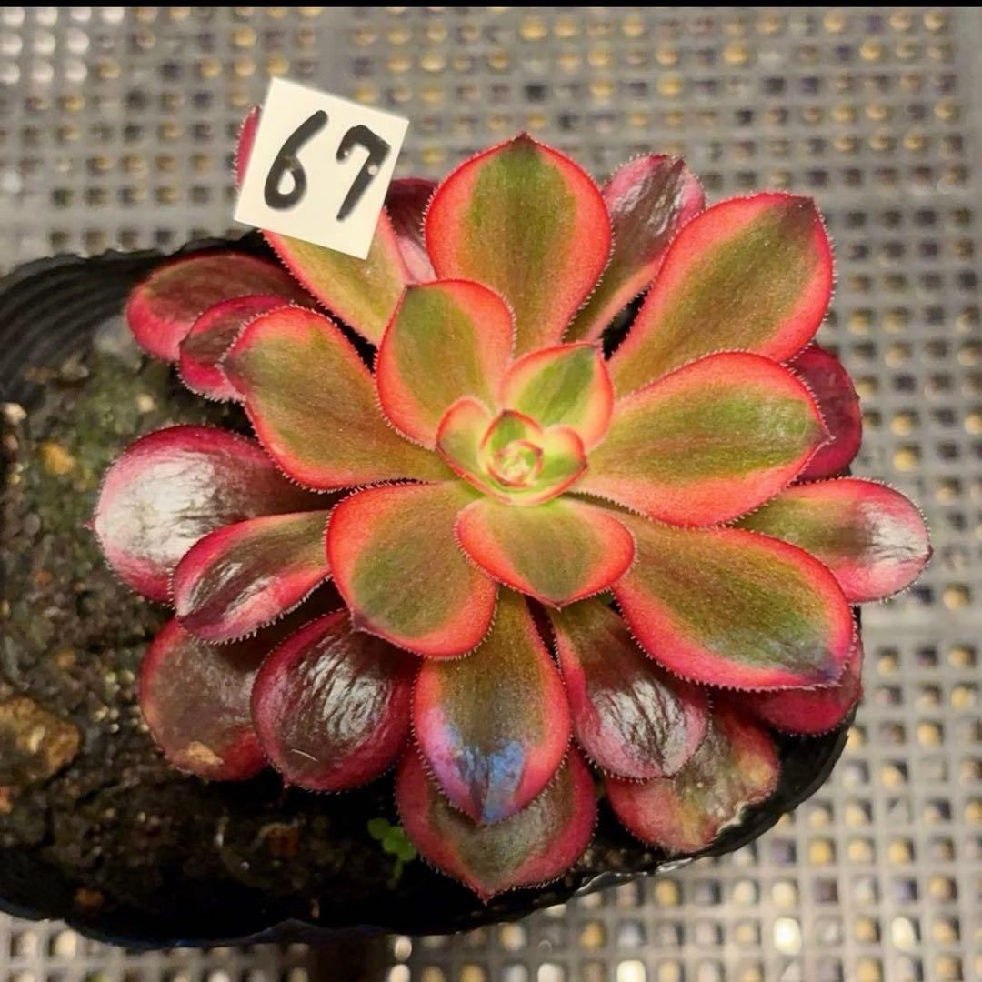 67#多肉植物アエオニウム錦❤️リな錦❤️1大頭10cm拔き苗
